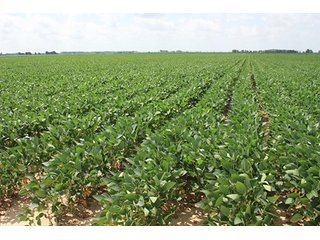 Property photo 1 - MID-DELTA REGION PRODUCTIVE CROPLAND AUCTION - 4,783+/- ACRES OFFERED IN 10 TRACTS